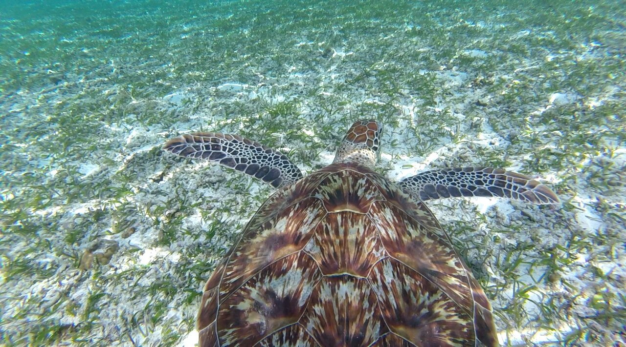 A green sea turtle gliding over the reef off the Gili Islands