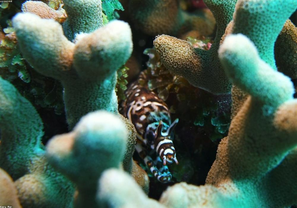 Hatta Island Reef Wall
