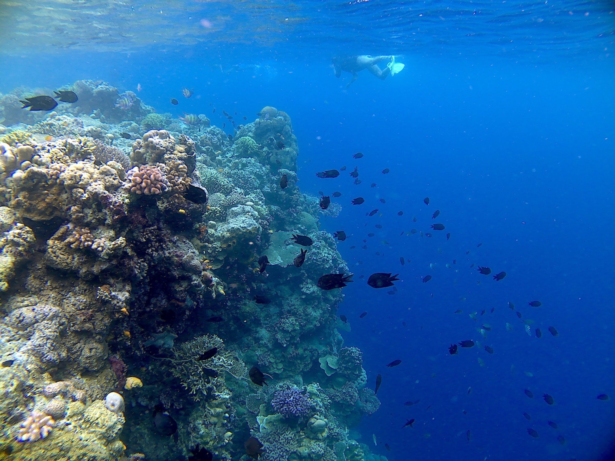 A reef wall crowded with fish at Bunaken, North Sulawesi