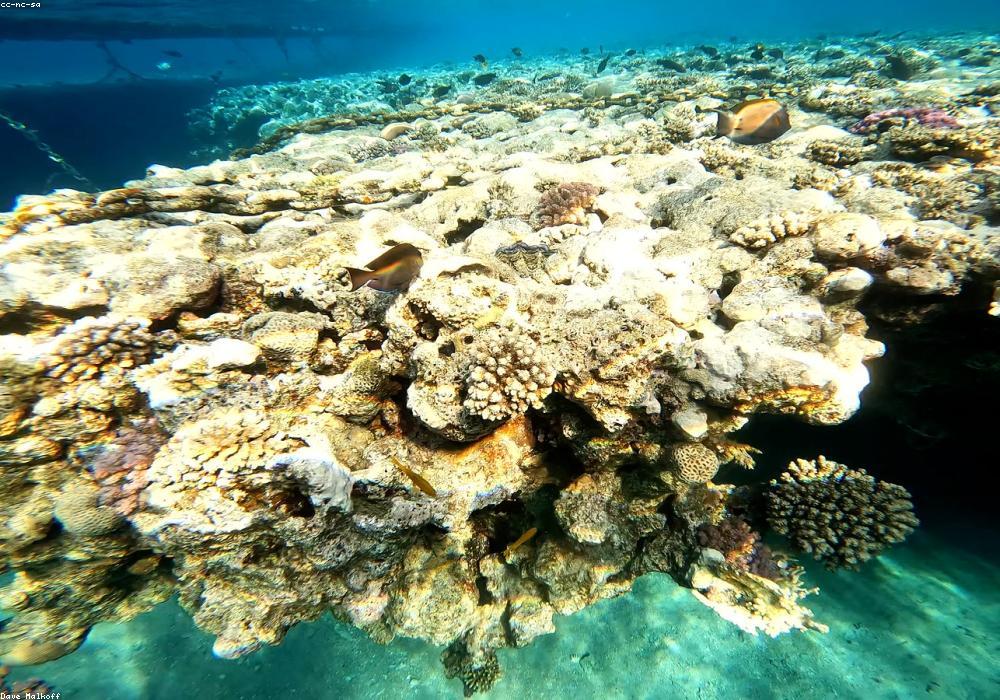 Lekuan Wall