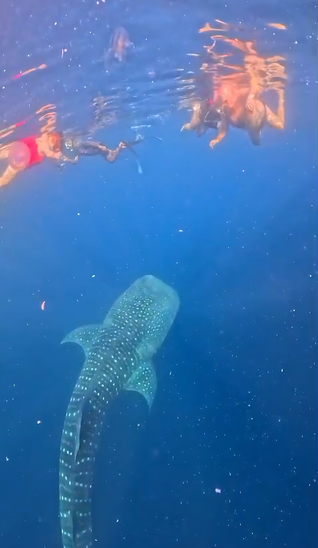 A whale shark swimming below the surface in Saleh Bay, Sumbawa