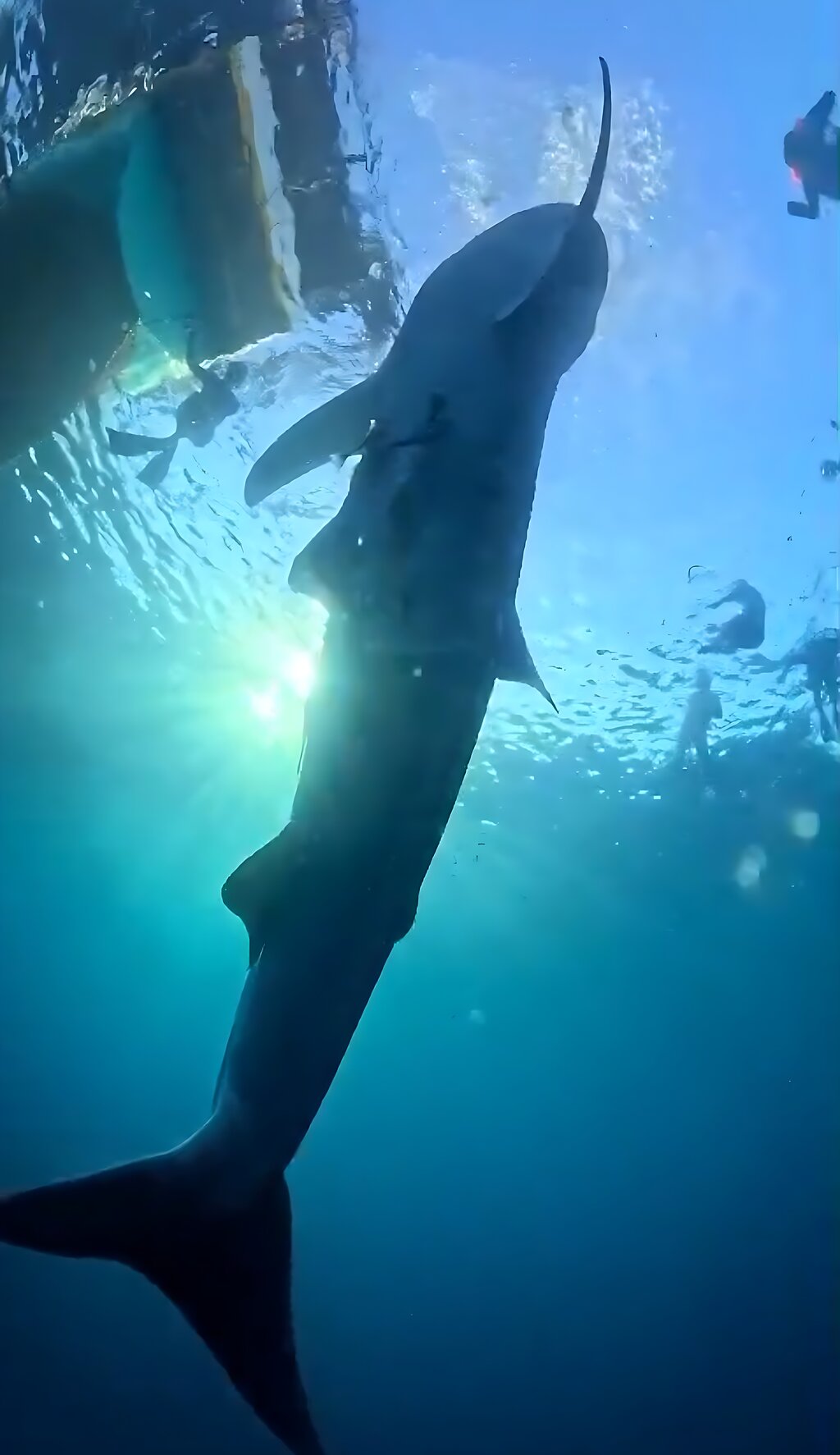 A scuba diver over a reef in Indonesian waters