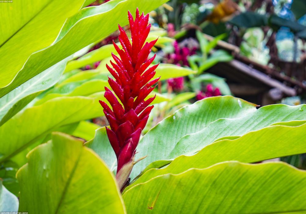 Kolam Bidadari (Berry's Pool)