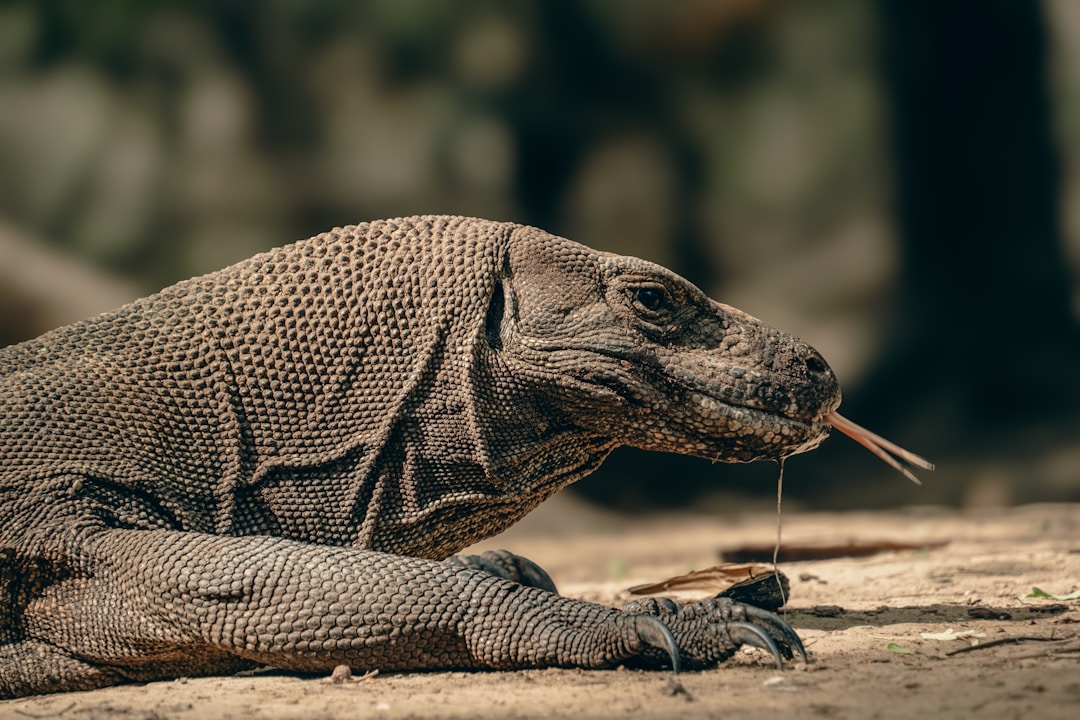 A Komodo dragon on Komodo Island