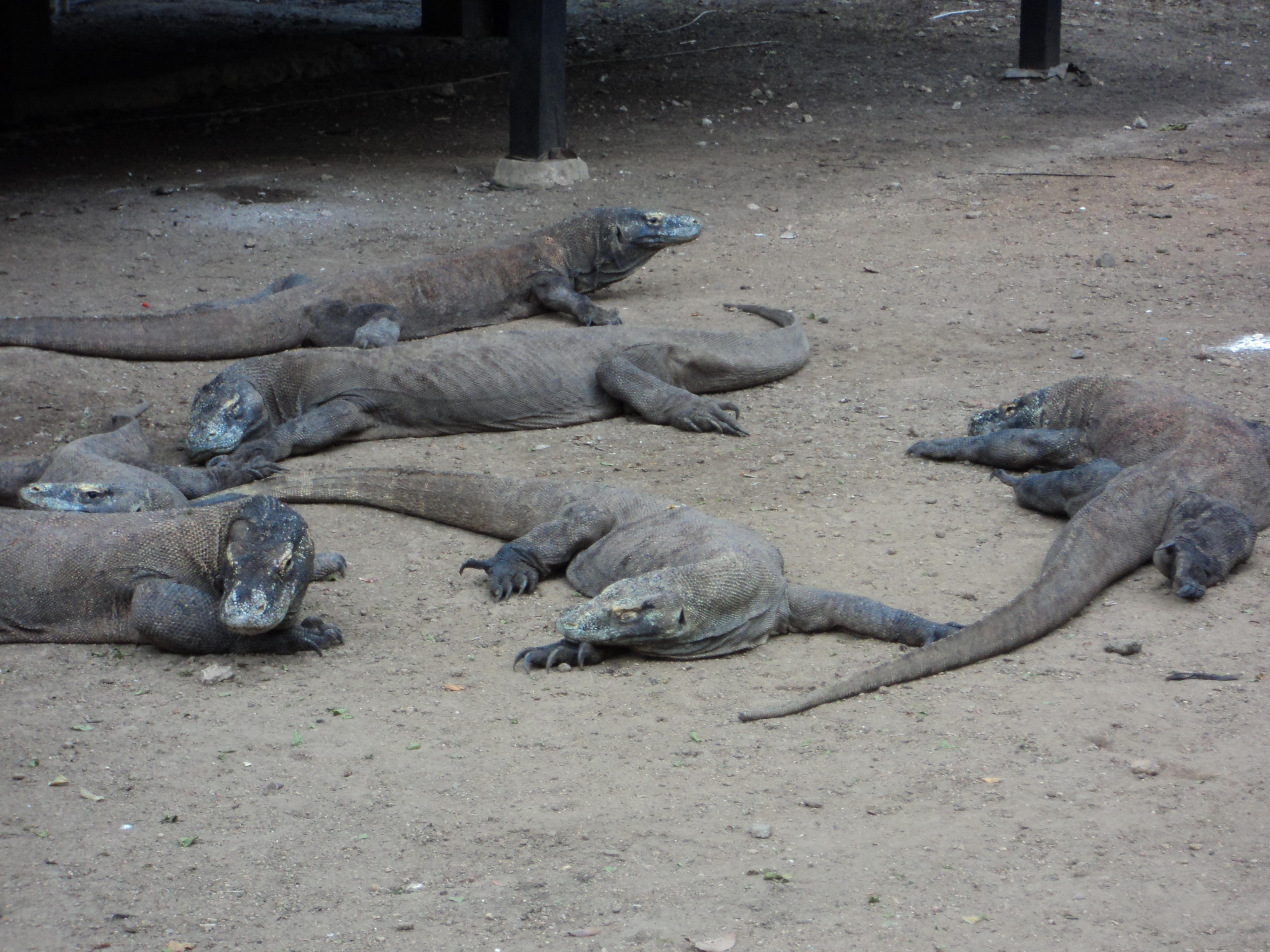 Komodo dragons resting on the beach in Komodo National Park