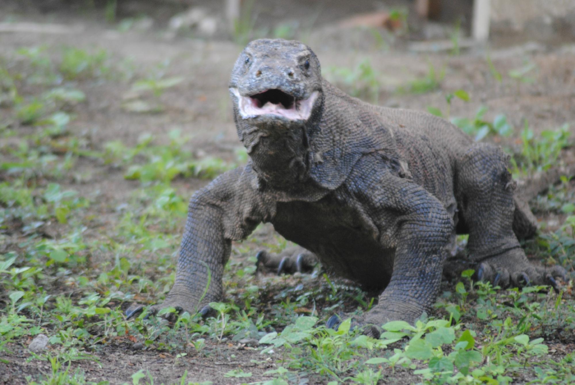 Close-up of a Komodo dragon, Komodo National Park