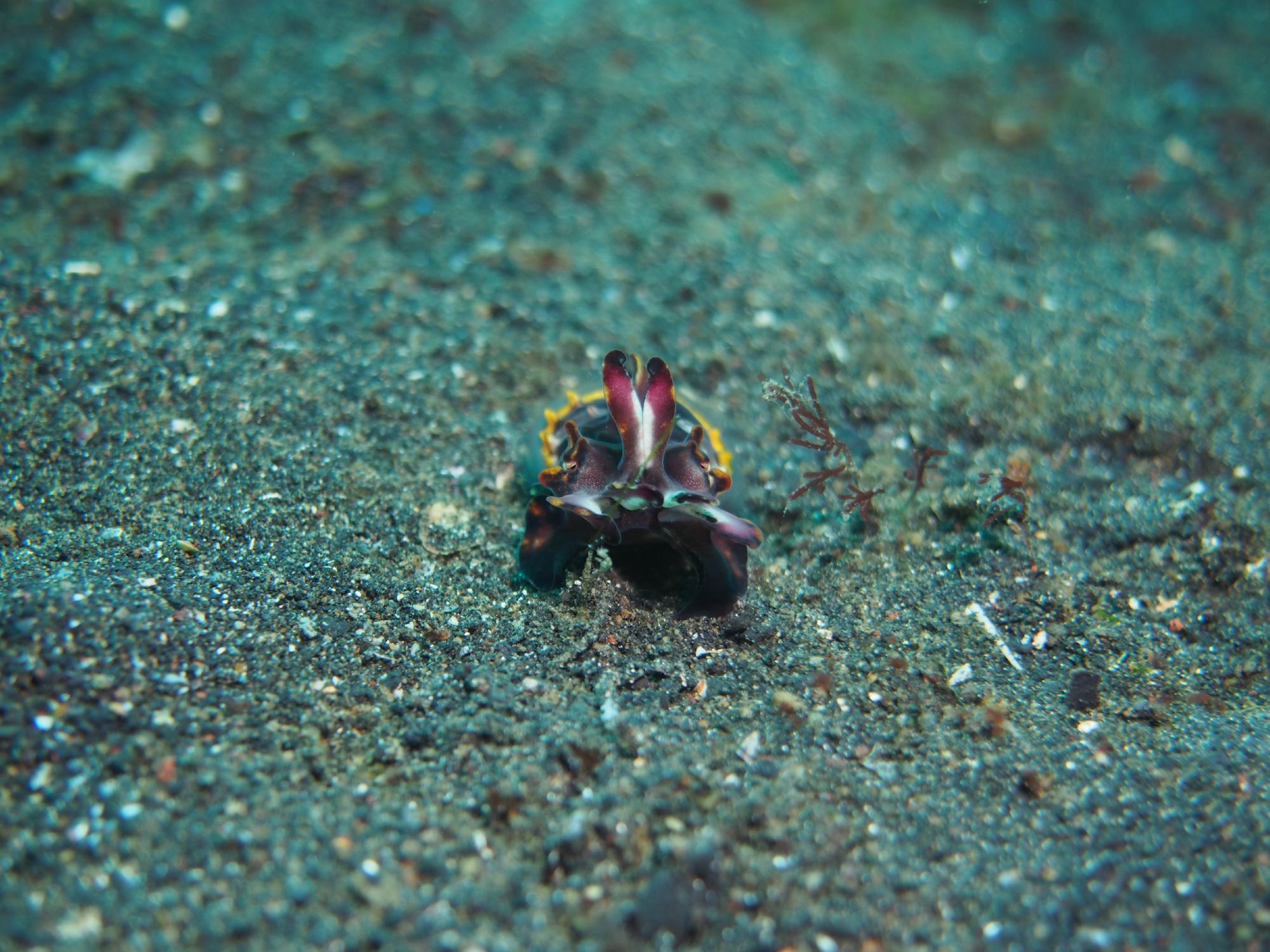 A frogfish camouflaged on the black sand of the Lembeh Strait