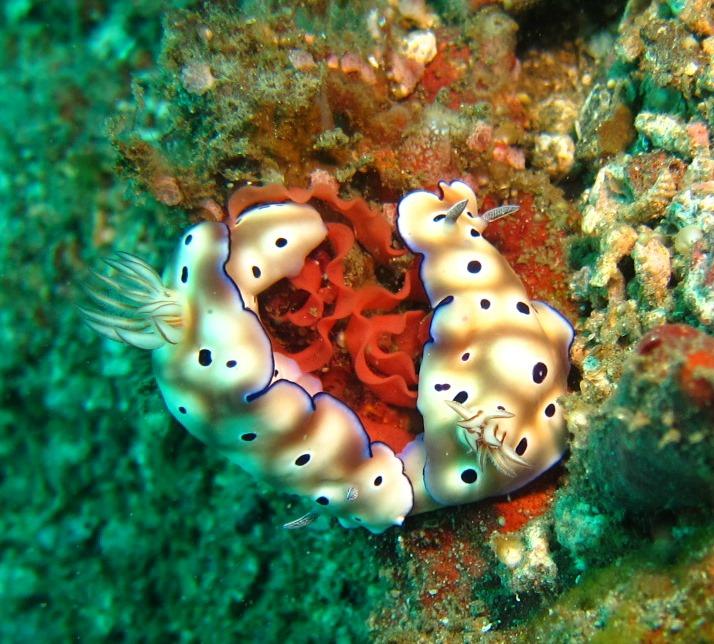Colourful nudibranchs on a reef in the Lembeh Strait