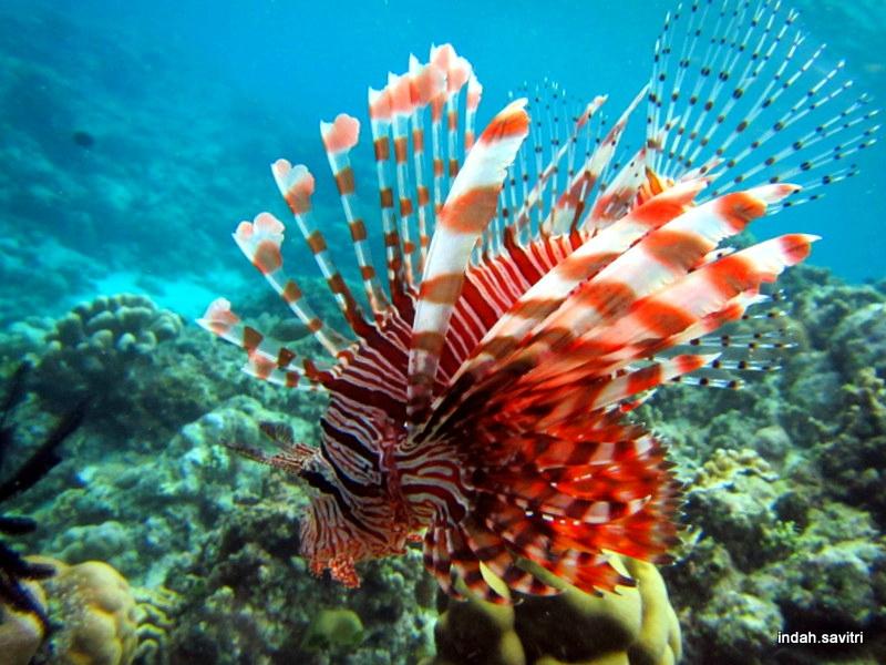 A lionfish over the black sand of the Lembeh Strait, North Sulawesi