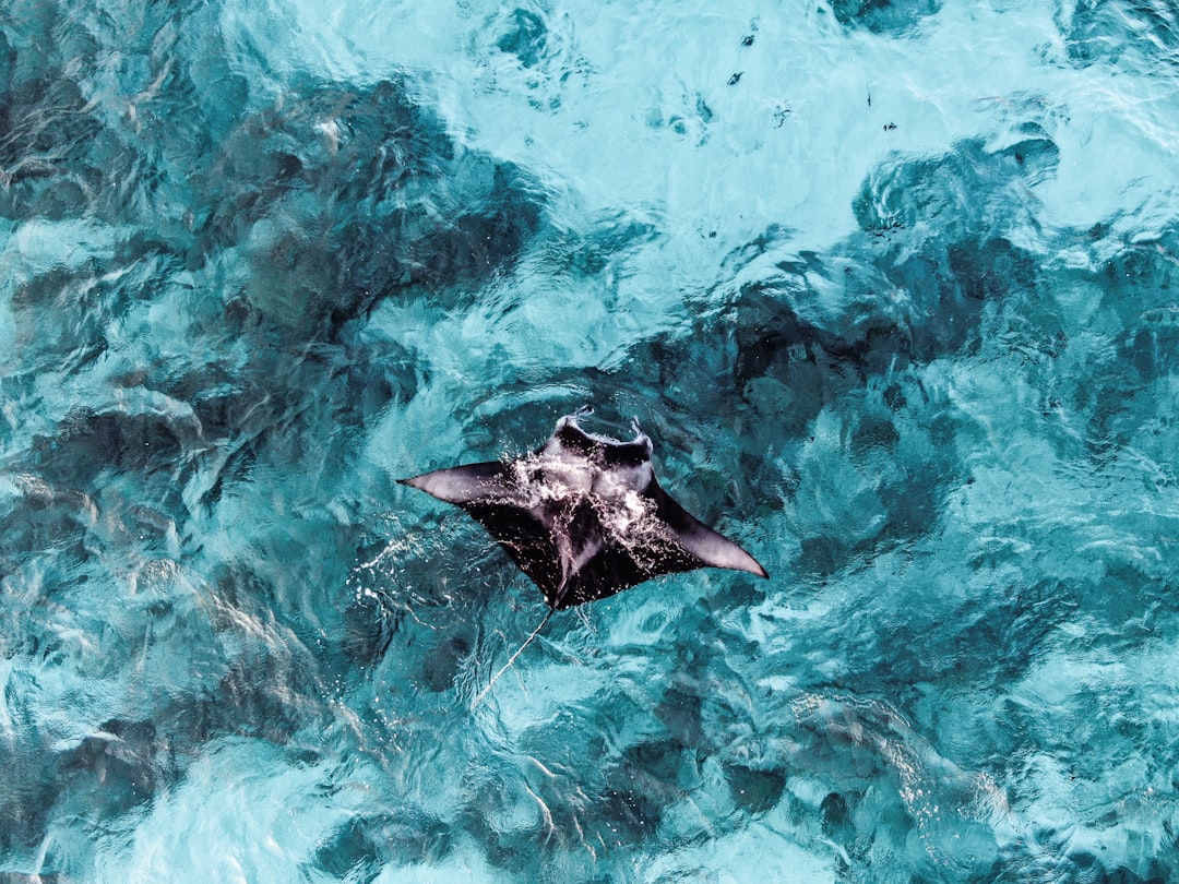 Snorkeling with a manta ray at Manta Point, Komodo