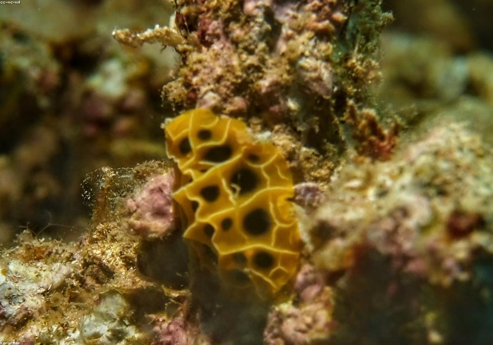 Mbokita and Sombori Reef Snorkelling