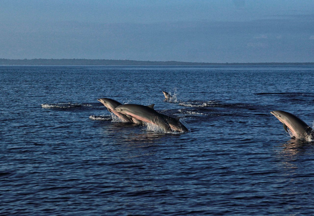 Dolphins surfacing in the waters of Wakatobi, Southeast Sulawesi