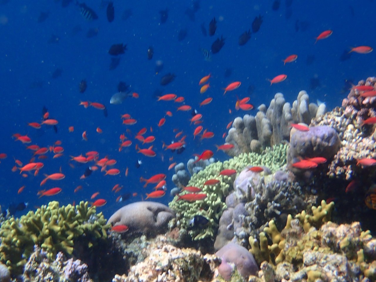 A coral reef alive with fish at Bunaken National Marine Park, North Sulawesi