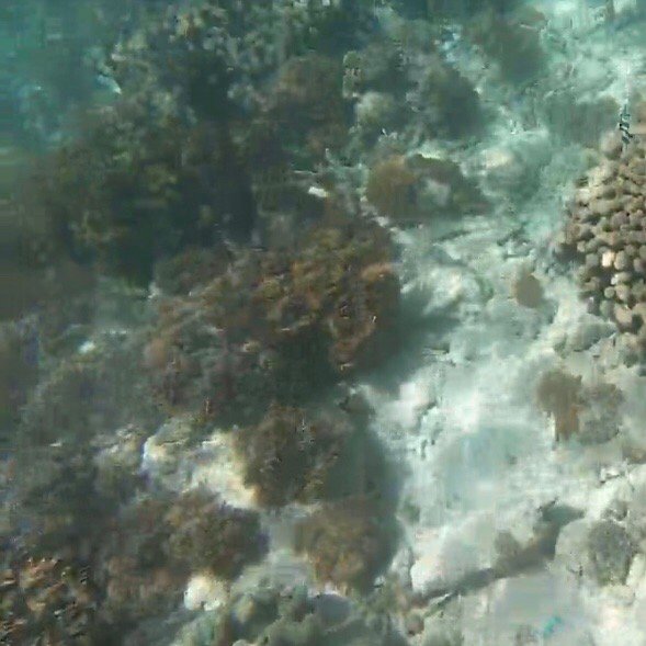Hard and soft corals on a reef while snorkelling in Komodo National Park