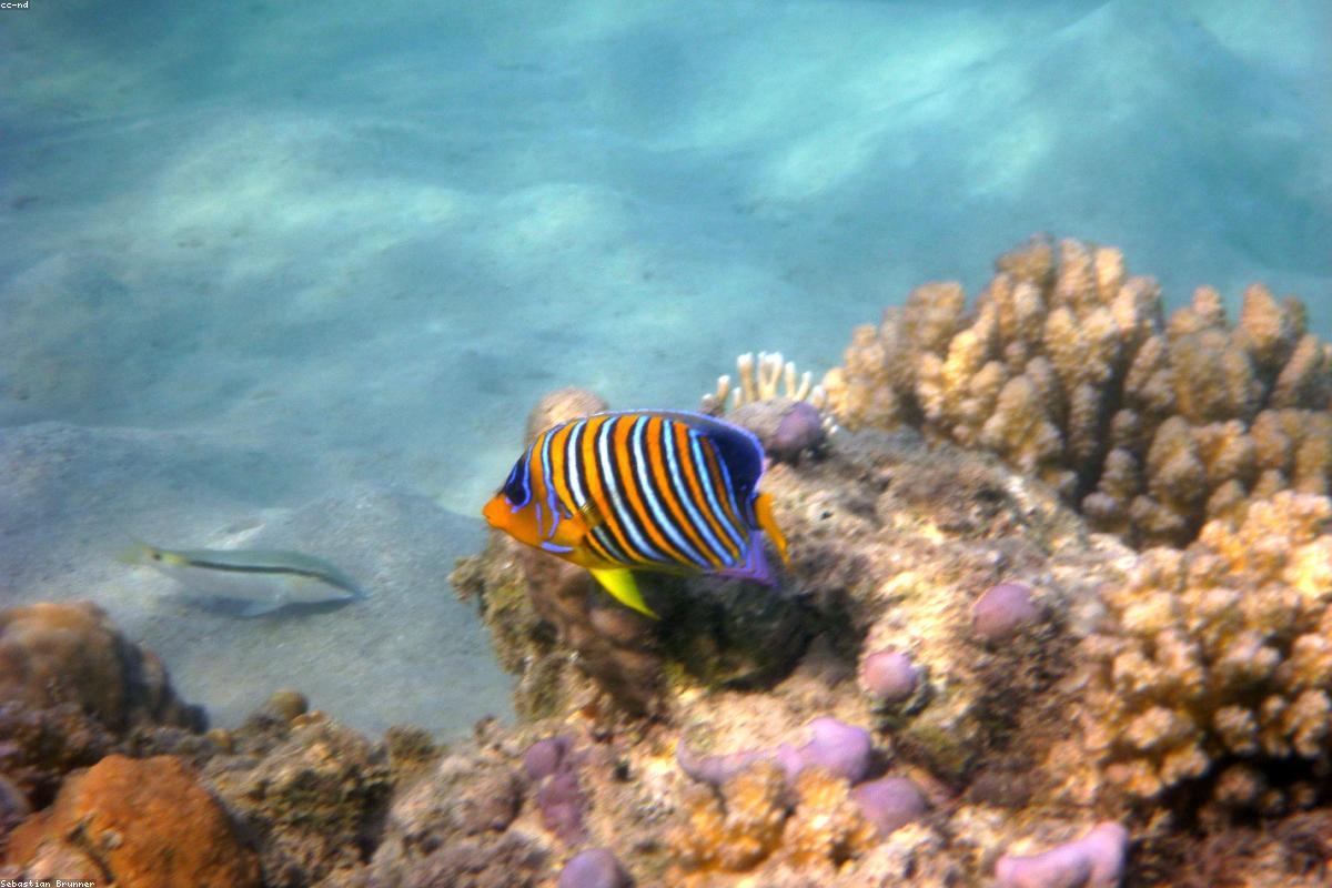 Wakatobi