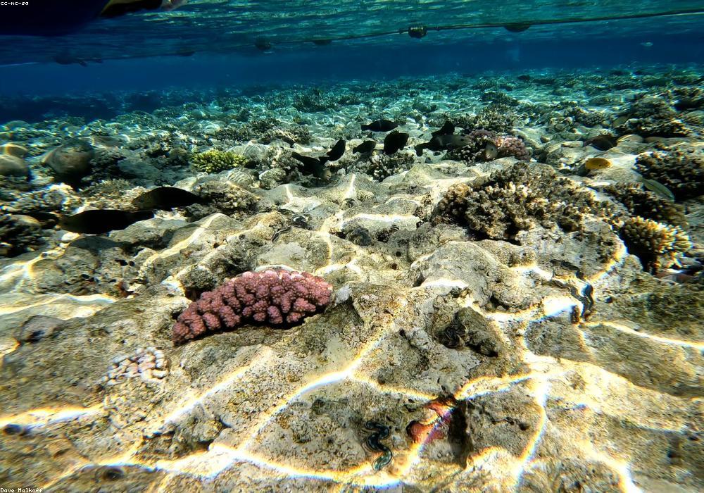 Saleh Bay Whale Sharks