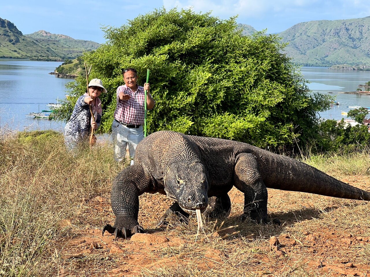 A Komodo dragon on the trail in Komodo National Park as visitors watch from a distance