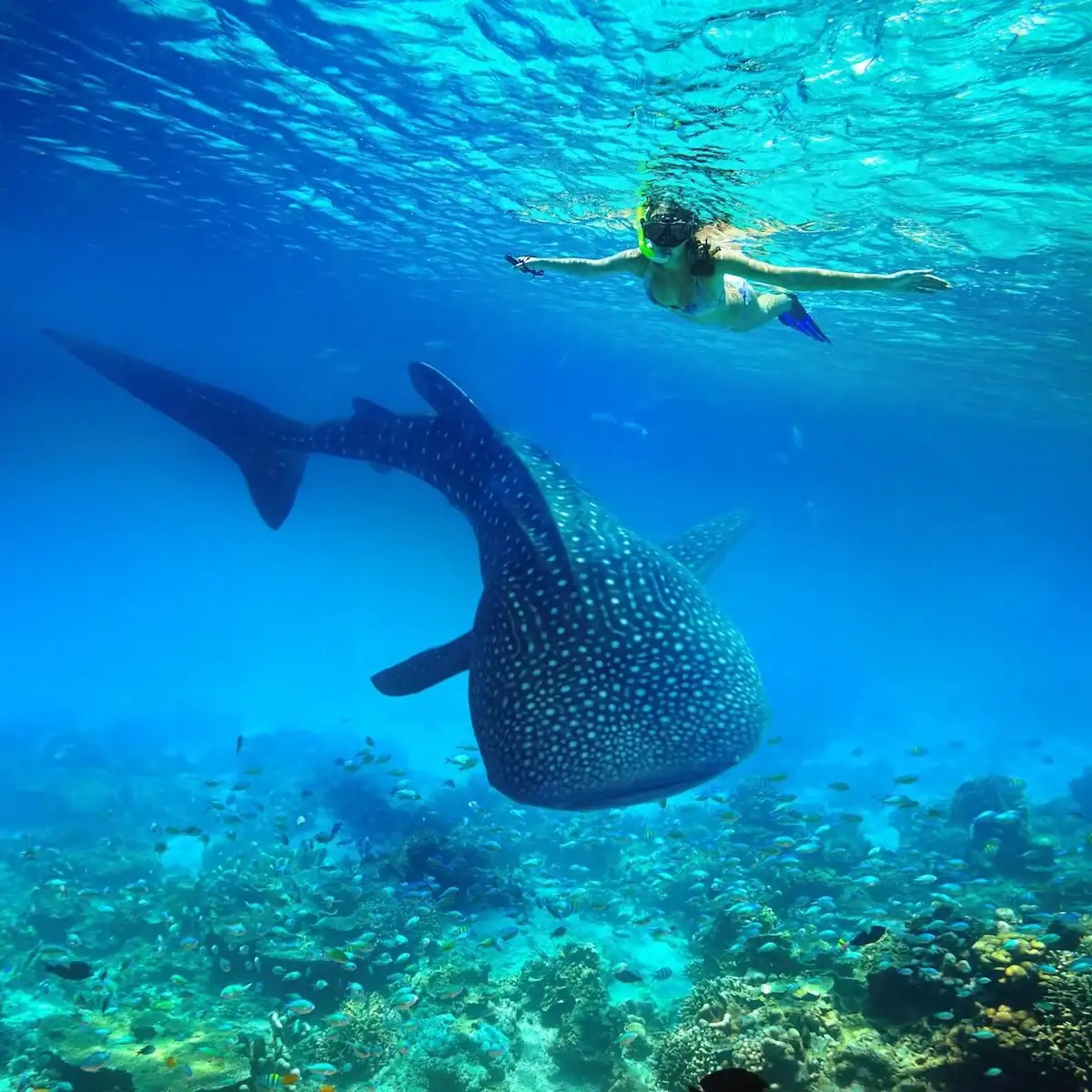 Whale Shark Snorkeling, Saleh Bay