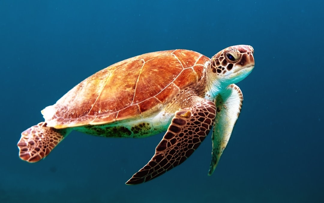 Green sea turtle at Turtle Bay, Komodo