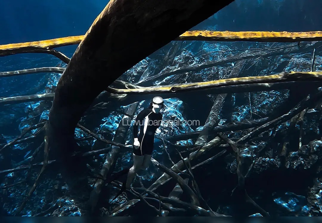 Freediving in the clear water of Paisupok Lake, Luwuk Banggai