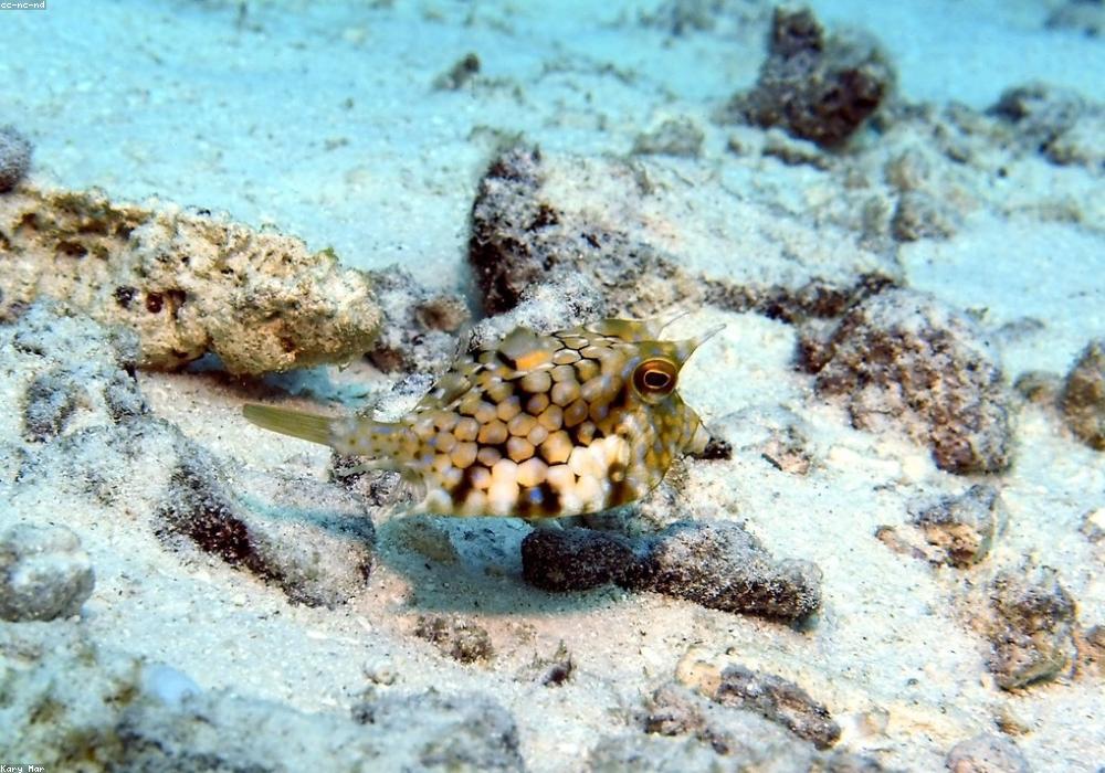 The Wakatobi House Reefs