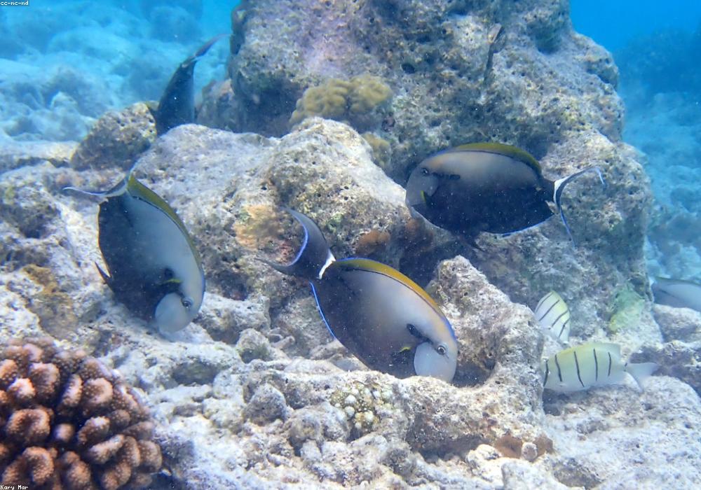 Tomia and the Roma Reef
