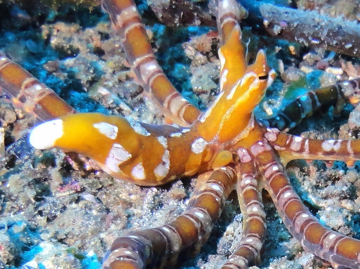 A tiny reef shrimp during a muck dive in the Lembeh Strait